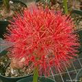 blood lily